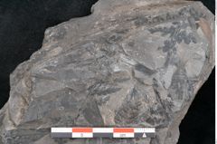 Foto (Detailansicht) von Odontopteris minor Brongniart (NHMW-GEO-2024-0188-10714)